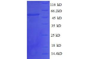SDS-PAGE (SDS) image for Thiopurine S-Methyltransferase (TPMT) (AA 4-244), (partial) protein (GST tag) (ABIN7479255)