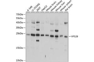 Western blot analysis of extracts of various cell lines, using VPS28 antibody (ABIN6128914, ABIN6150124, ABIN6150125 and ABIN6224890) at 1:1000 dilution. (VPS28 抗体  (AA 1-221))