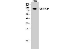 Western Blotting (WB) image for anti-phosphodiesterase 4A/B/C, CAMP-Specific (PDE4B/C/D) (Lys23) antibody (ABIN3186359) (PDE4B/C/D 抗体  (Lys23))