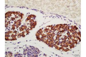 Immunohistochemistry (Paraffin-embedded Sections) (IHC (p)) image for anti-Amphiregulin (AREG) (AA 185-252) antibody (ABIN704996)