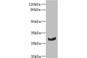 Western blot All lanes: C11orf68 antibody at 3 μg/mL + Mouse liver tissue Secondary Goat polyclonal to rabbit IgG at 1/10000 dilution Predicted band size: 28, 32 kDa Observed band size: 28 kDa (C11orf68 抗体  (AA 1-251))