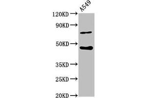 Western Blot Positive WB detected in: A549 whole cell lysate All lanes: SPOPL antibody at 6.