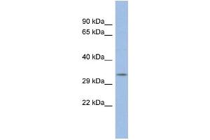 Western Blotting (WB) image for anti-POU Domain, Class 5, Transcription Factor 2 (POU5F2) (N-Term) antibody (ABIN2777356)