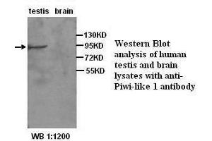 Image no. 2 for anti-Piwi-Like 1 (PIWIL1) antibody (ABIN790907) (PIWIL1 抗体)