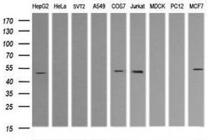 Image no. 5 for anti-Tripartite Motif Containing 38 (TRIM38) (AA 1-265) antibody (ABIN1490684) (TRIM38 抗体  (AA 1-265))