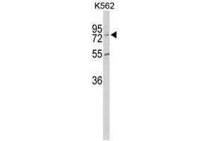 Image no. 1 for anti-Carboxypeptidase Z (CPZ) (N-Term) antibody (ABIN452870) (CPZ 抗体  (N-Term))