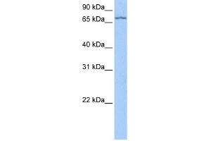 LARP7 antibody used at 0. (LARP7 抗体  (C-Term))
