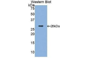 Western Blotting (WB) image for anti-Integrin alpha D (ITGAD) (AA 886-1106) antibody (ABIN1859492)