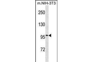 ATP1A1 Antibody ABIN1539846 western blot analysis in mouse NIH-3T3 cell line lysates (35 μg/lane). (ATP1A1 抗体  (AA 33-61))