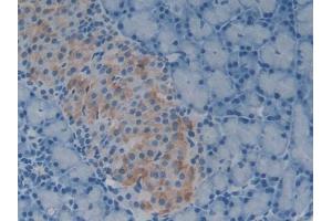 IHC-P analysis of Rat Pancreas Tissue, with DAB staining. (GDF1 抗体  (AA 183-357))