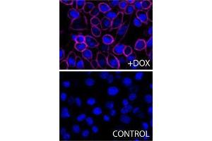 Immunofluorescence (IF) image for anti-H-2Kb Bound To SIINFEKL antibody (APC) (ABIN2658327) (H-2Kb Bound To SIINFEKL 抗体 (APC))