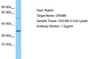 Western Blotting (WB) image for anti-Olfactory Receptor, Family 5, Subfamily M, Member 9 (OR5M9) (C-Term) antibody (ABIN2791775)