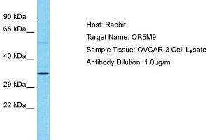 Host: Rabbit Target Name: OR5M9 Sample Type: OVCAR-3 Whole Cell lysates Antibody Dilution: 1. (OR5M9 抗体  (C-Term))