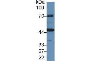 Western Blot; Sample: Porcine Kidney lysate; Primary Ab: 1µg/ml Rabbit Anti-Human HMWK Antibody Second Ab: 0. (KNG1 抗体  (AA 225-407))
