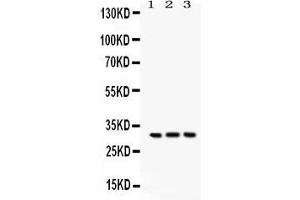 Anti- Bcl10 Picoband antibody, Western blottingAll lanes: Anti Bcl10  at 0. (BCL10 抗体  (AA 1-233))