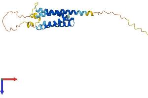 AlphaFold protein structure predicition of Mouse Recombinant Nkain4 Protein, UniprotID Q9JMG4
