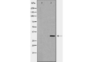 Western blot analysis of Bag 1 expression in HeLa cell lysate,The lane on the left is treated with the antigen-specific peptide. (BAG1 抗体  (N-Term))