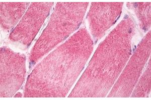 Image no. 2 for anti-Ciliary Neurotrophic Factor Receptor (CNTFR) (AA 295-344) antibody (ABIN6749773) (CNTF Receptor alpha 抗体  (AA 295-344))