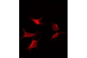 ABIN6275963 staining NIH-3T3 by IF/ICC. (GPR173 抗体  (Internal Region))