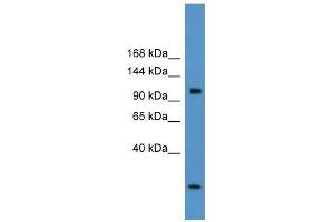 Clcn1 antibody used at 5 ug/ml to detect target protein. (CLCN1 抗体  (C-Term))