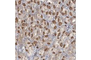Immunohistochemical staining of human stomach with TBC1D5 polyclonal antibody  shows moderate cytoplasmic positivity in parietal cells. (TBC1D5 抗体)