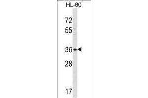 Western blot analysis in HL-60 cell line lysates (35ug/lane). (SPOCK3 抗体  (N-Term))