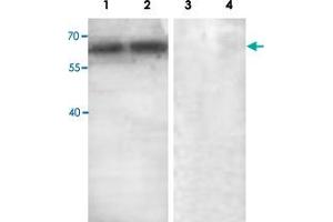 Western blot analysis with ABCE1 polyclonal antibody  at 1 : 500 dilution. (ABCE1 抗体  (C-Term))
