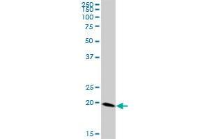 FTH1 MaxPab polyclonal antibody. (FTH1 抗体  (AA 1-183))