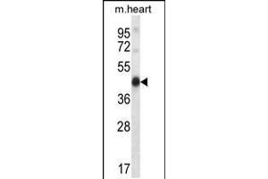 Western blot analysis in mouse heart tissue lysates (35ug/lane). (PDK2 抗体  (N-Term))