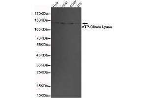 Western blot detection of ATP-Citrate Lyase in 3T3,K562,COS7 and Hela cell lysates using ATP-Citrate Lyase mouse mAb (1:1000 diluted). (ACLY 抗体  (C-Term))