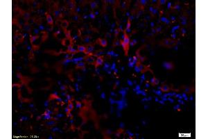 Immunofluorescence (IF) image for anti-Nerve Growth Factor Receptor (NGFR) (AA 301-400) antibody (ABIN725660)