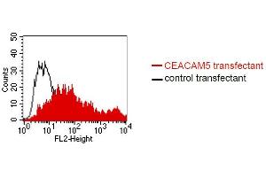 FACS analysis of BOSC23 cells using 26/5/1. (CEACAM5 抗体)