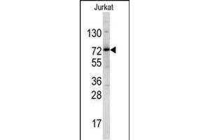 Western blot analysis of NKRF antibody (Center) (ABIN390606 and ABIN2840918) in Jurkat cell line lysates (35 μg/lane).