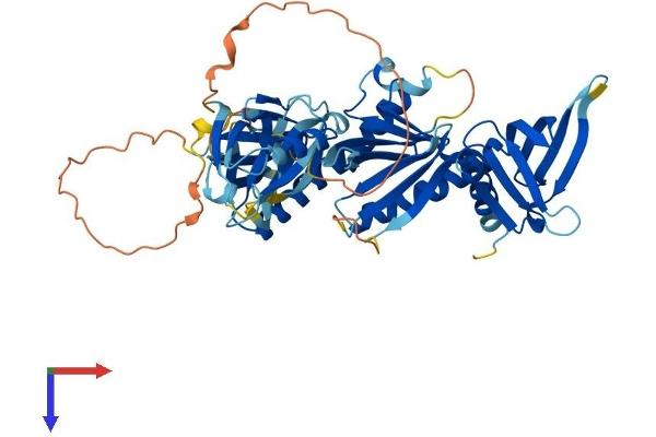 SNTA1 Protein (AA 1-505) (His tag)