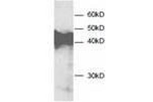 Image no. 1 for anti-Annexin A3 (ANXA3) antibody (ABIN791545) (Annexin A3 抗体)
