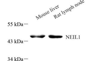Western blot analysis of Neil1 (ABIN7073820) at dilution of 1: 800 (NEIL1 抗体)