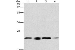 Western Blot analysis of 293T, hela, PC3 and NIH/3T3 cell using PRDX2 Polyclonal Antibody at dilution of 1:750 (Peroxiredoxin 2 抗体)