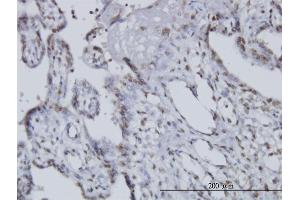 Immunoperoxidase of monoclonal antibody to CCRN4L on formalin-fixed paraffin-embedded human placenta. (CCRN4L 抗体  (AA 64-152))