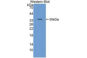 Western Blot;Sample: Recombinant RBP3, Human. (RBP3 抗体  (AA 19-320))