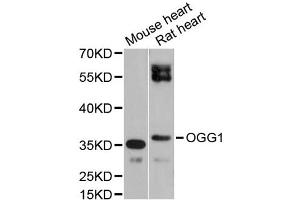 Western blot analysis of extracts of various cell lines, using OGG1 antibody (ABIN1873998) at 1:1000 dilution. (OGG1 抗体)