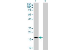Western Blot analysis of MRPS27 expression in transfected 293T cell line by MRPS27 MaxPab polyclonal antibody.