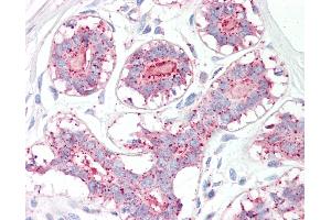 Anti-MAGEA1 / MAGE 1 antibody IHC of human breast. (MAGEA1 抗体  (AA 38-87))