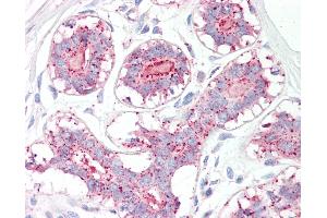 Anti-MAGEA1 / MAGE 1 antibody IHC of human breast. (MAGEA1 抗体  (AA 38-87))
