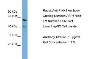WB Suggested Anti-PINX1  Antibody Titration: 0. (PINX1 抗体  (Middle Region))