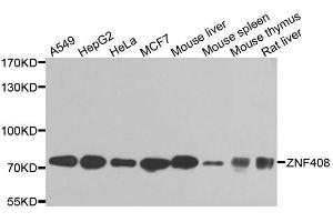 Western blot analysis of extracts of various cell lines, using ZNF408 antibody (ABIN5974874) at 1/1000 dilution. (ZNF408 抗体)