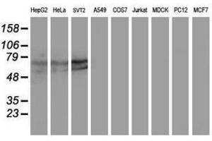 Image no. 3 for anti-Kelch-Like ECH-Associated Protein 1 (KEAP1) antibody (ABIN1499016) (KEAP1 抗体)