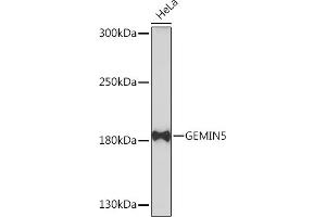 Western blot analysis of extracts of HeLa cells, using GEMIN5 Rabbit pAb (ABIN7267367) at 1:1000 dilution. (GEMIN5 抗体  (AA 750-950))