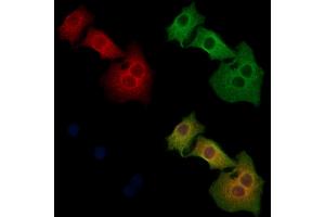 ABIN6260500 and ABIN6268739 staining Hela cells by IF/ICC. (Cathepsin D 抗体  (C-Term))