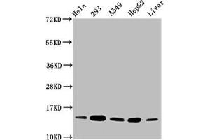 Western Blot Positive WB detected in: Hela whole cell lysate, 293 whole cell lysate, A549 whole cell lysate, HepG2 whole cell lysate, Rat liver tissue All lanes: HIST1H2BC antibody at 0. (Histone H2B 抗体)