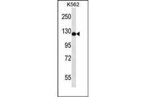 Western blot analysis of RASAL2 / NGAP Antibody in K562 cell line lysates (35ug/lane). (RASAL2 抗体  (Middle Region))